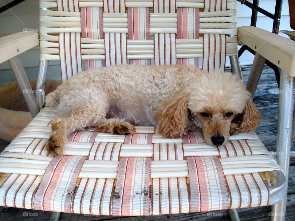 Poodle dog laying in aluminum vintage lawn chair on back porch.