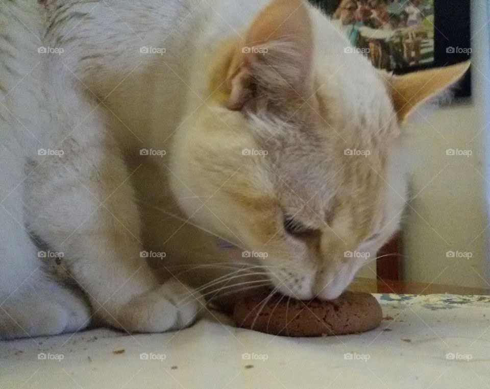 cat likes cookies