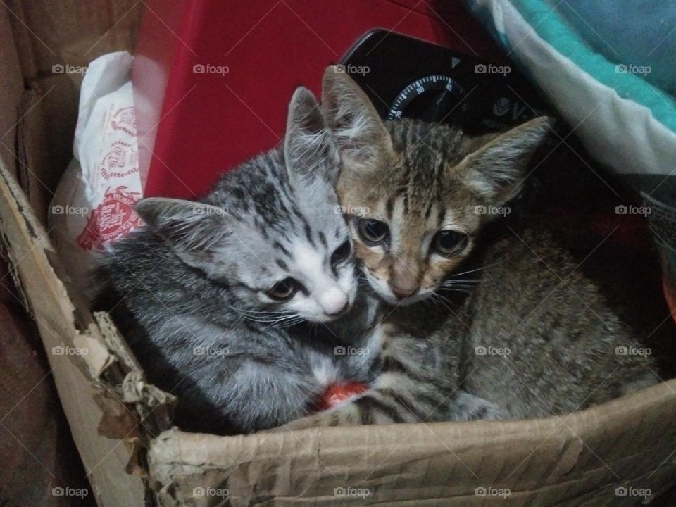 My two kittens hugged each other as I sat in front of them, they are females and sisters, not wanting to be moved from their comfortable places, and it was raining outside that night, taken on March 16th, 2023.