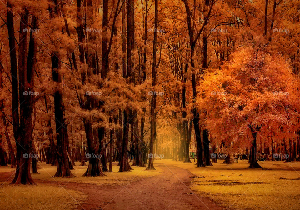 forest at tanjung beach