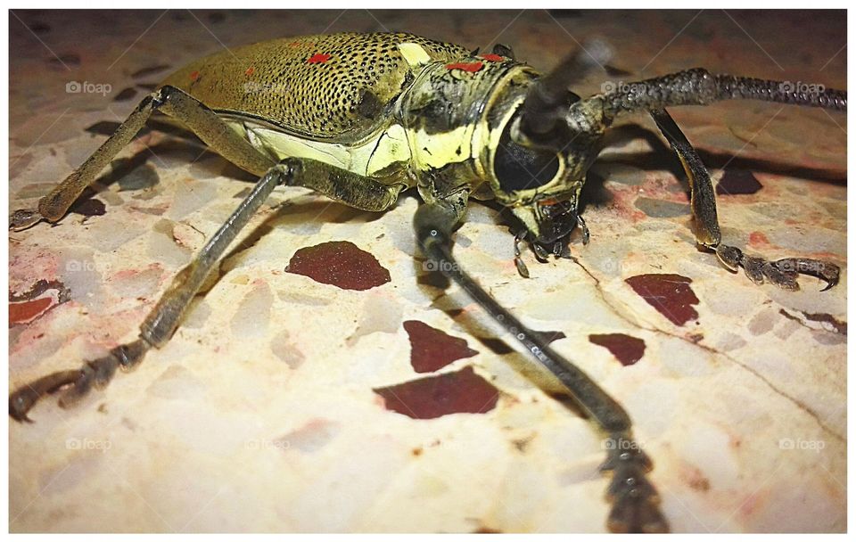 (4) A beautiful beetle picture