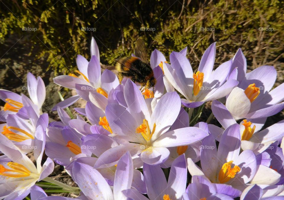 Humble bee on crocus flowers