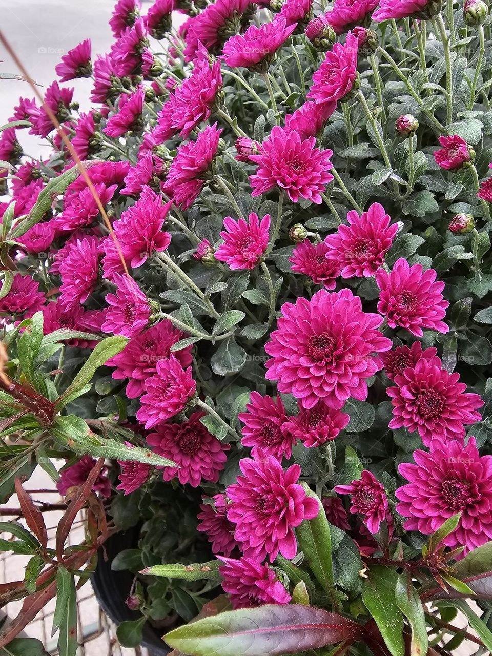 "Pink mums are garden beauties." Chrysanthemums in bloom. Pink mums are perfect to bring color to your garden. Pink mums symbolize honor and love. They show someone you care for them.