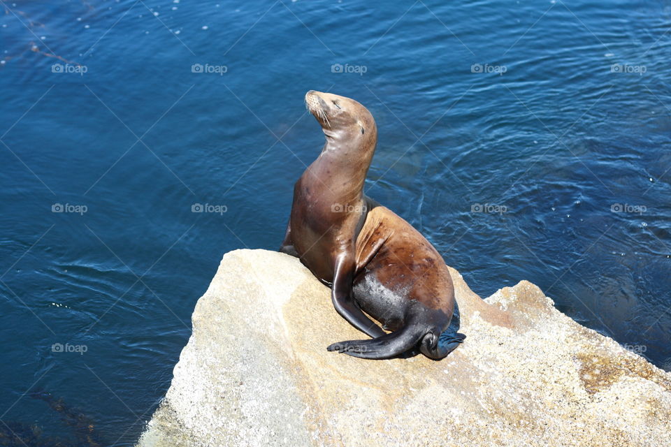 Baby sea loin sitting on a rock waiting for his mom 