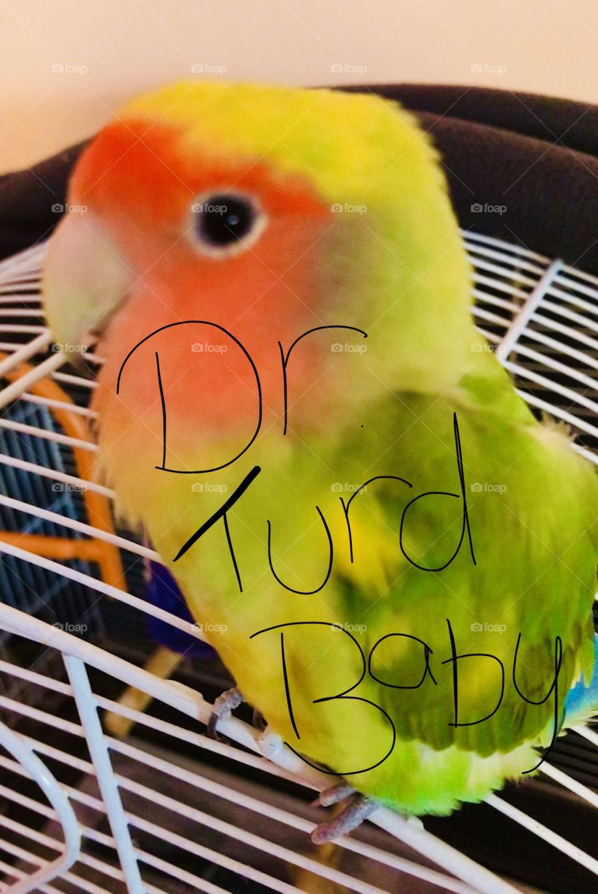 Thug birb ( that’s me )