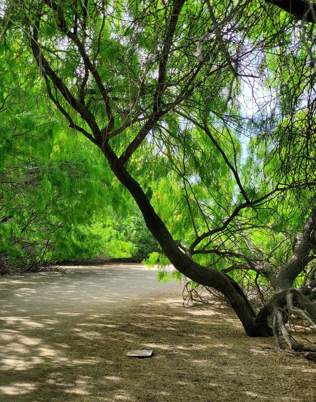 Beautiful Tree on a Winding Path