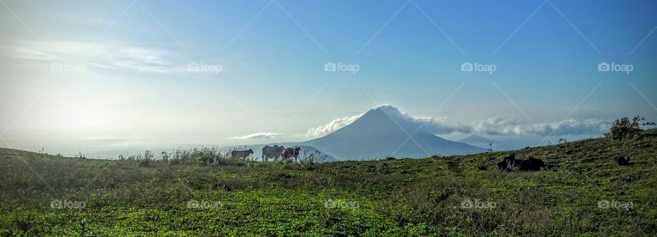 cows spotted in front of Volcano Momotombo, Nicaragua