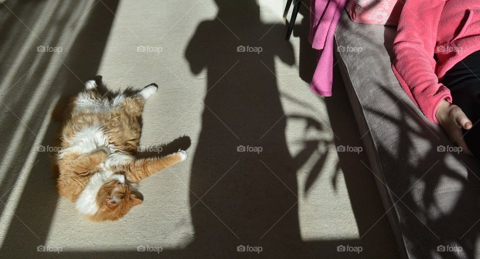 cat pet and woman sleep home