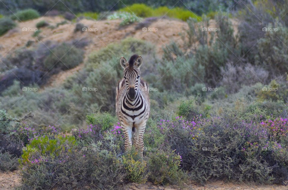 Safari in South Africa