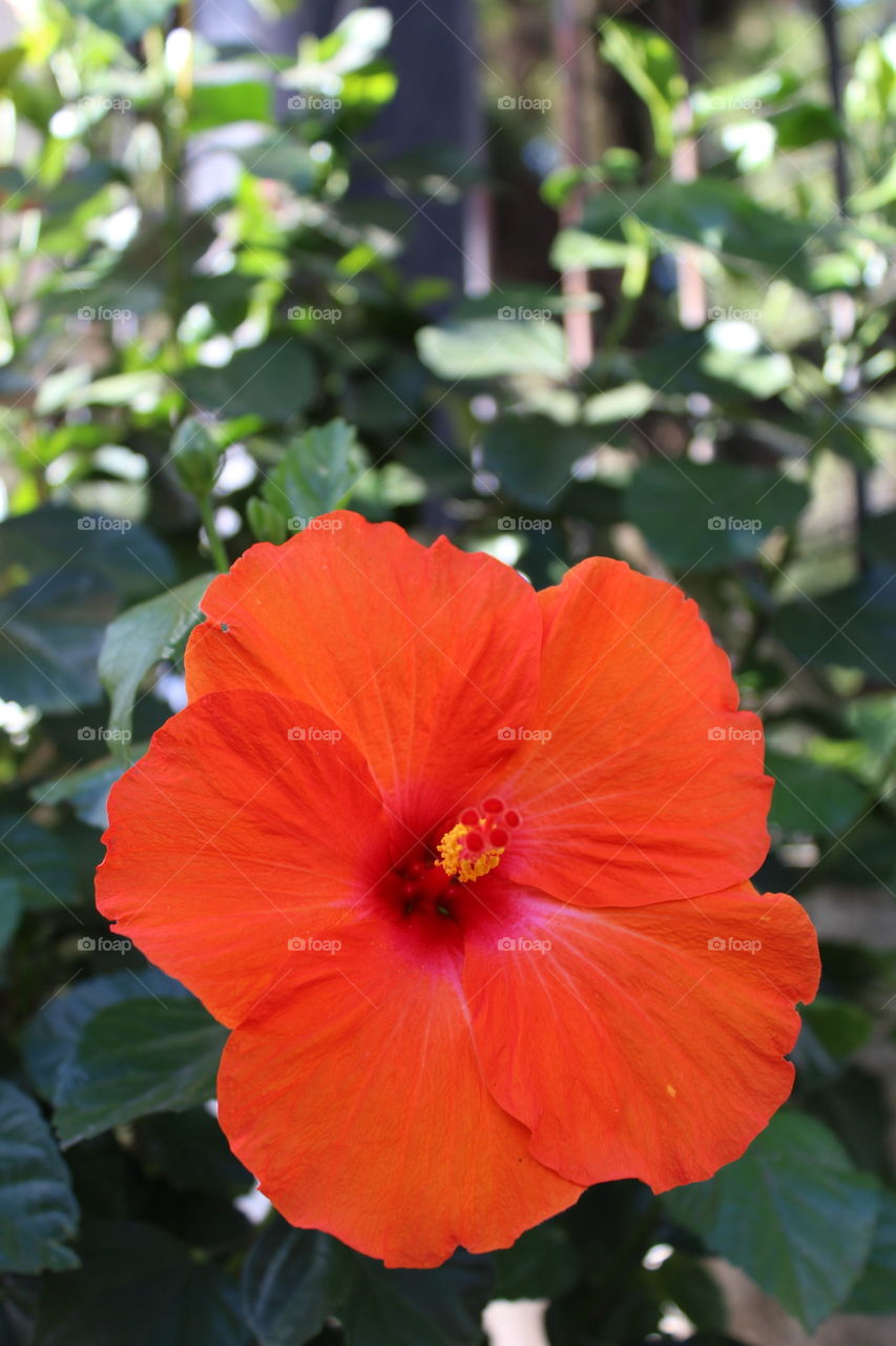 Hibiscus flower