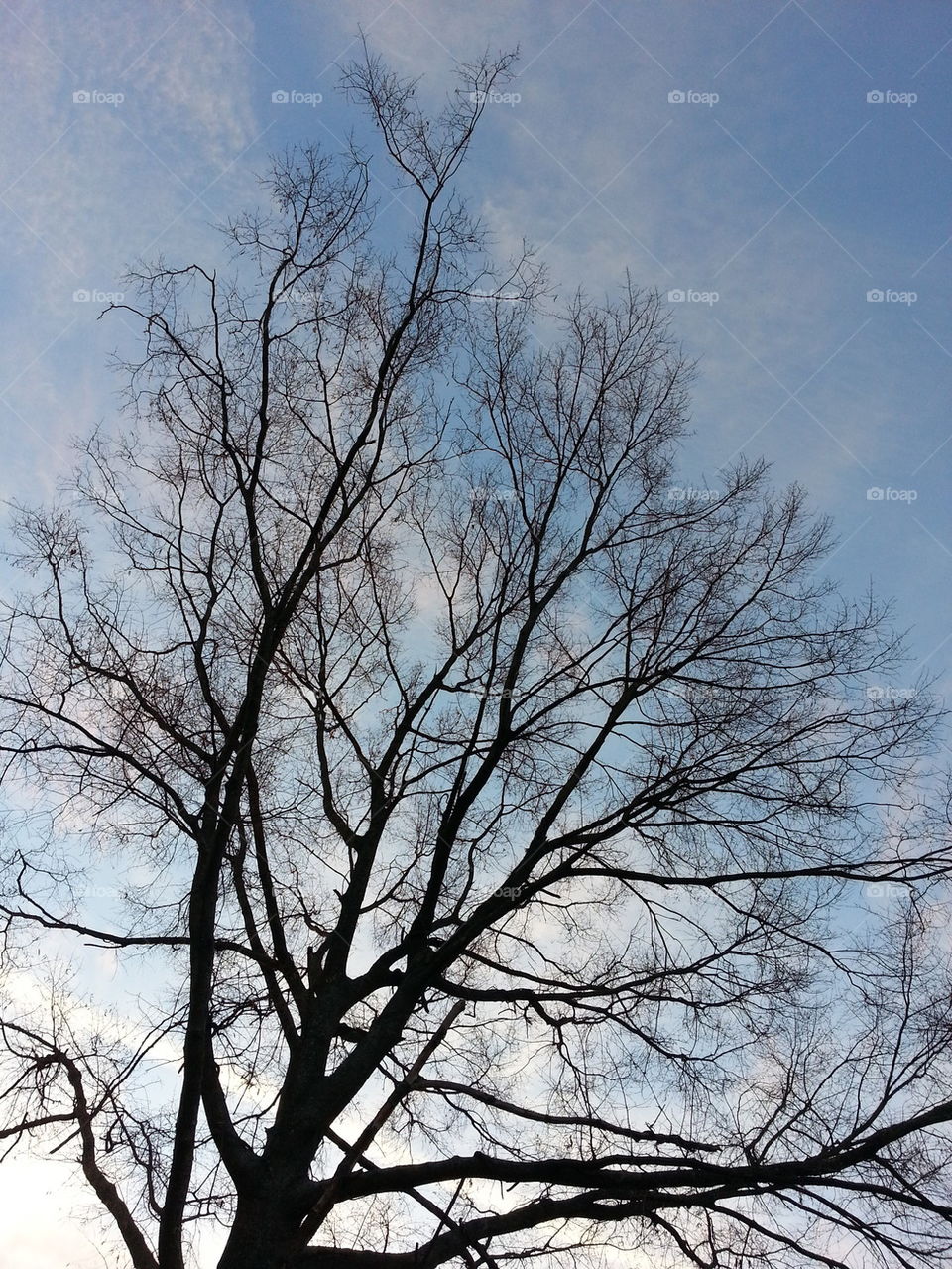 tree & blue sky