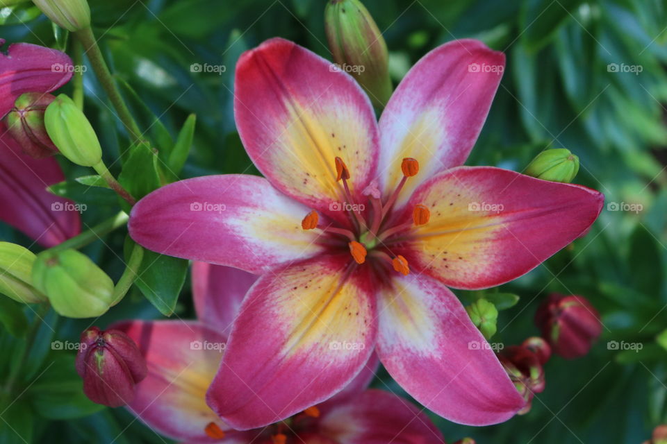 Pink And Yellow Lily