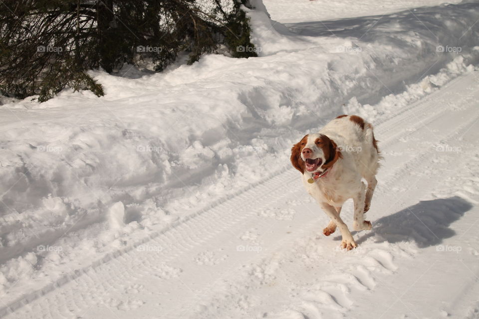 Dog scampers down the road, compacted with snow