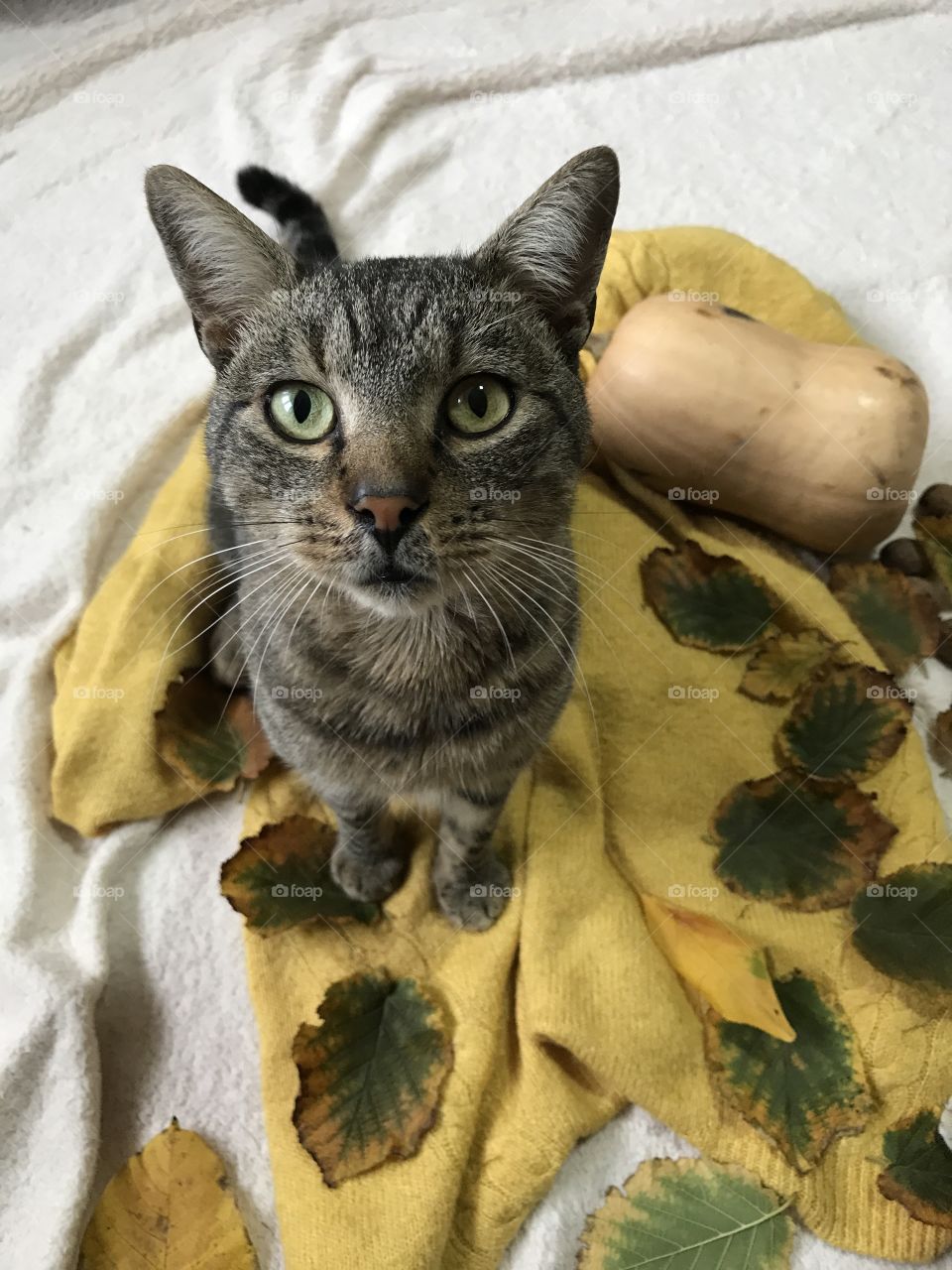 A gray cat sitting on a yellow jumper.