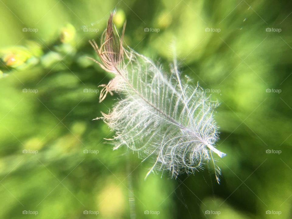 Feather in web