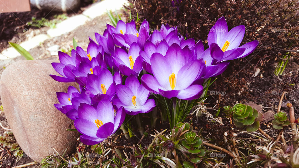 Crocuses