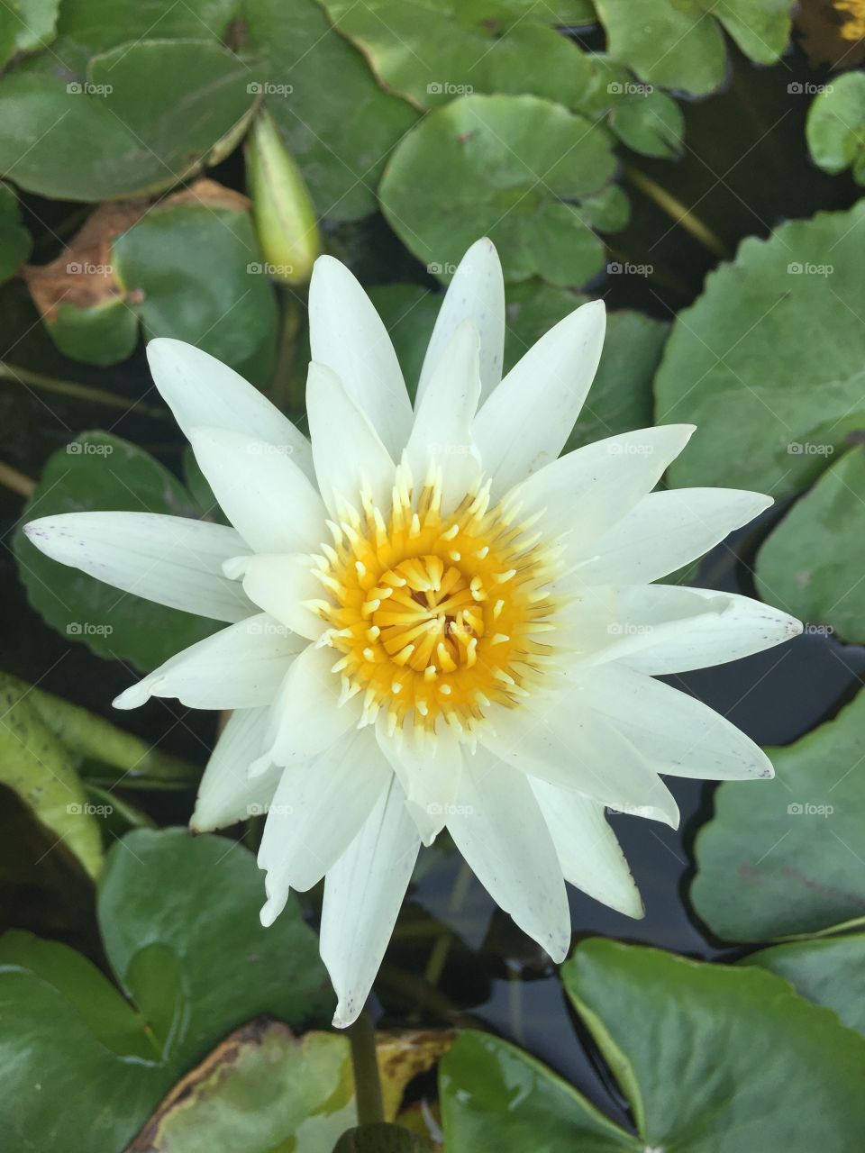 Nature, Lotus, Leaf, No Person, Flower