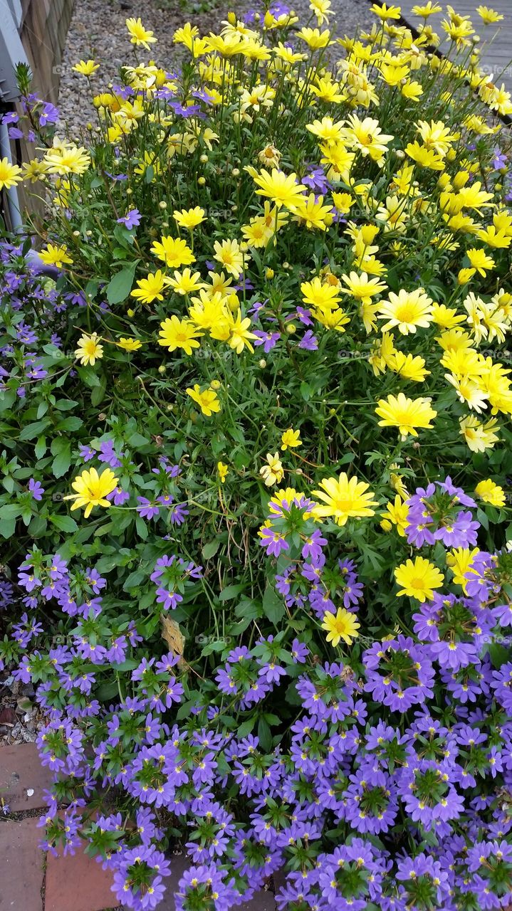 Yellow & Purple Flowers