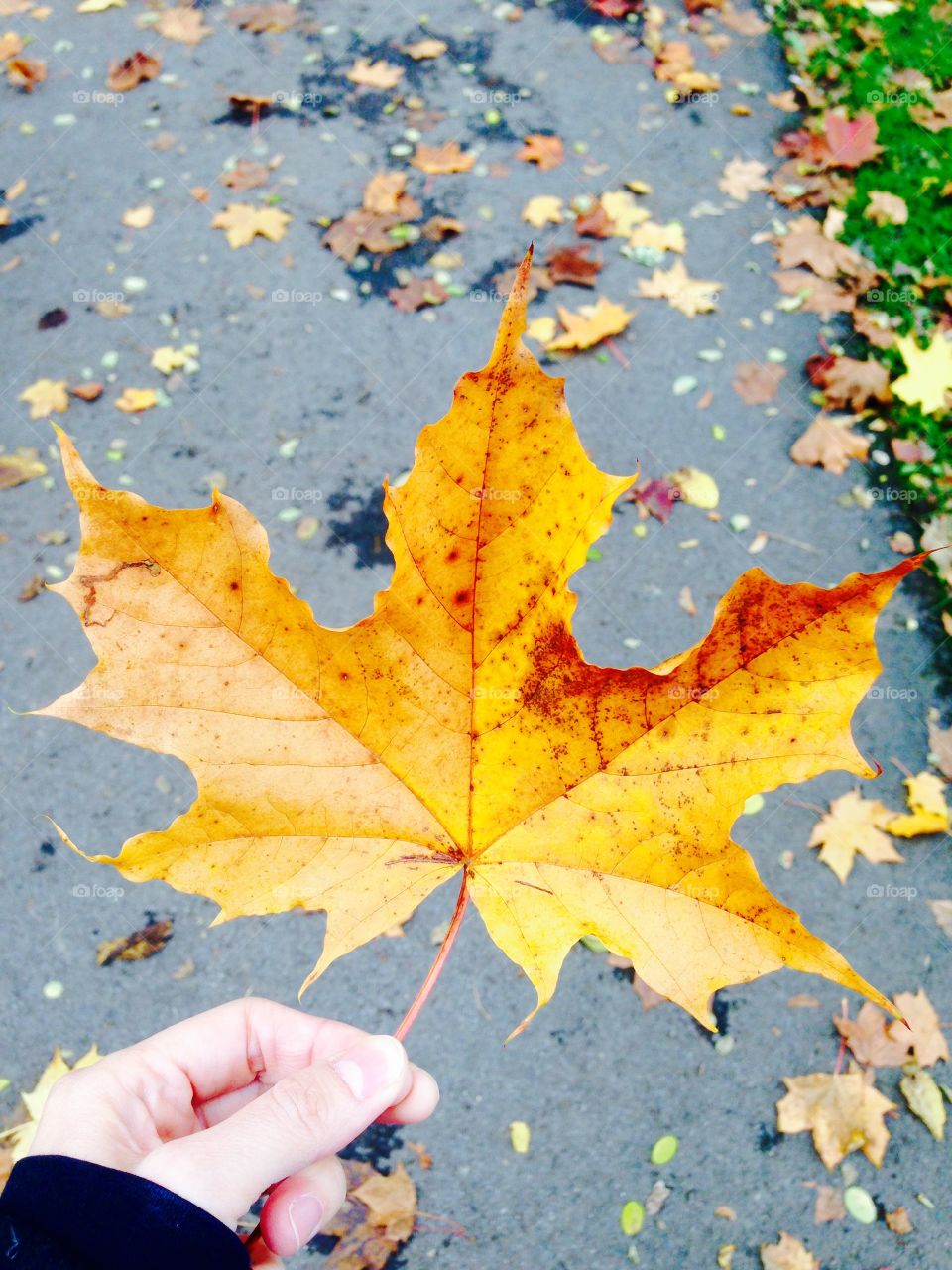 Hand holding maple leaf