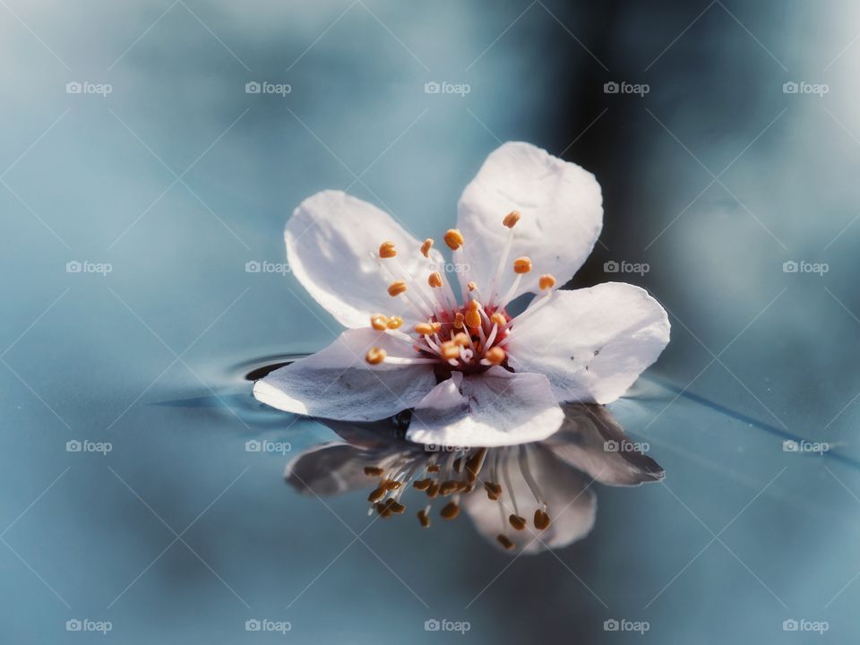 Close up of blossoms reflection