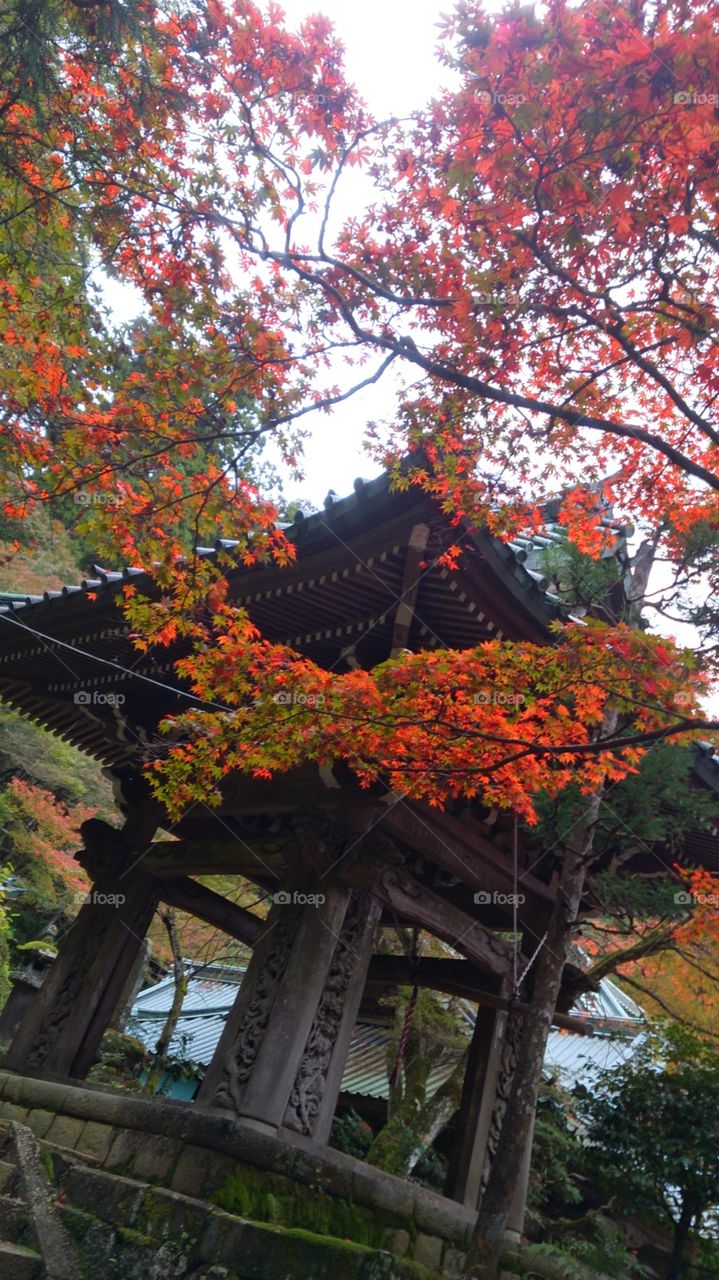 Autumn leaves in temple