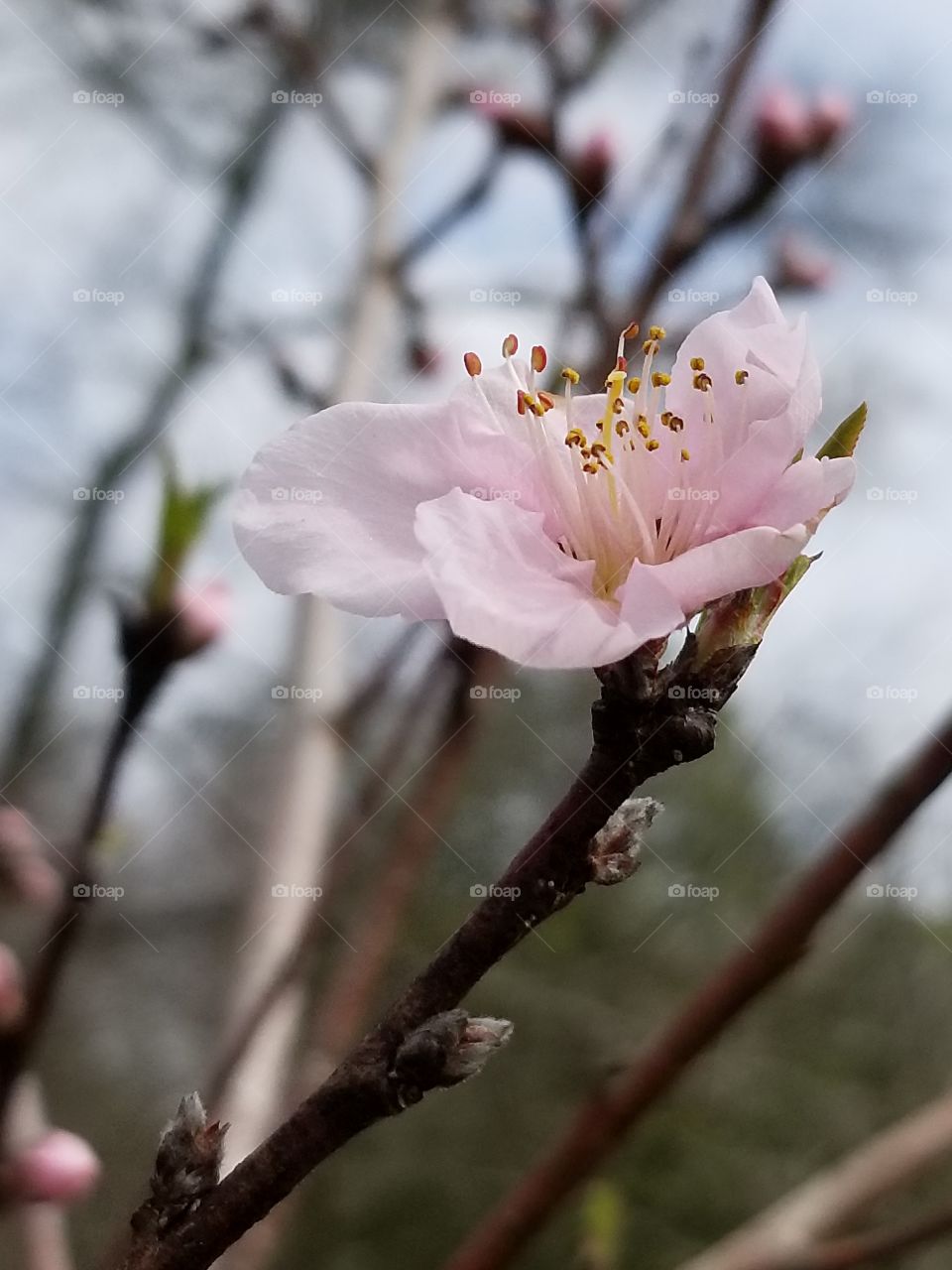 Peach tree blossoms