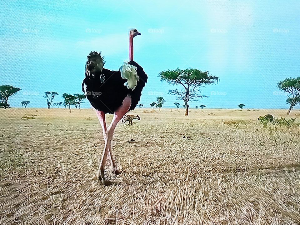 one ostrich