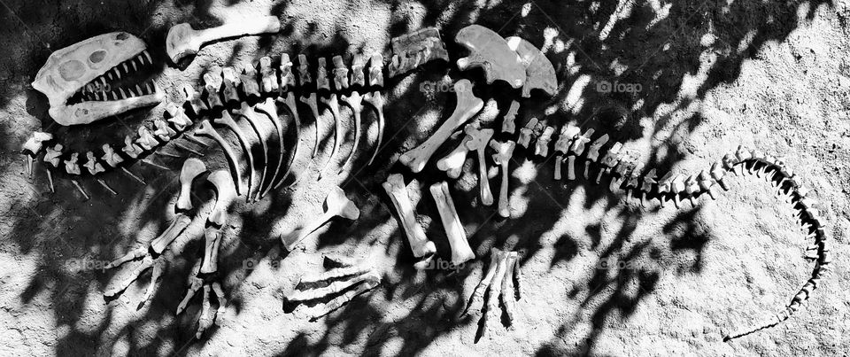 Dinosaur fossil in black and white
