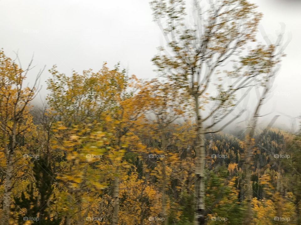 Aspens in the fog
