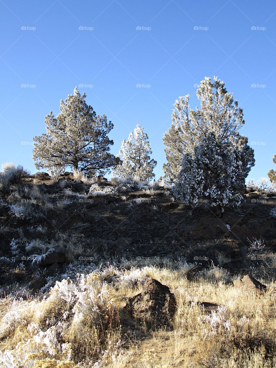 A magnificent frost covers juniper trees in Central Oregon on a beautiful sunny winter day. 