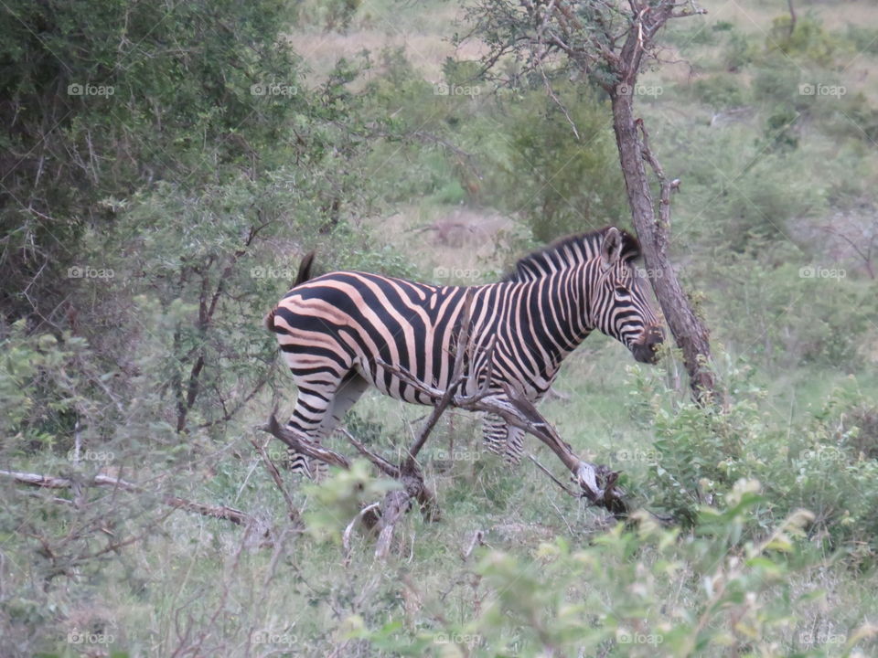 This is a common zebra taken at Paul Kruger gate in the Skukuza region of the Kruger national Park in South Africa