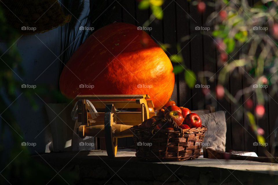 A pumpkin before it’s being prepared for Halloween 