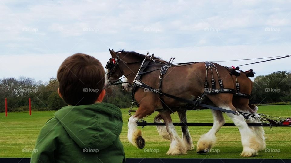 Horses 