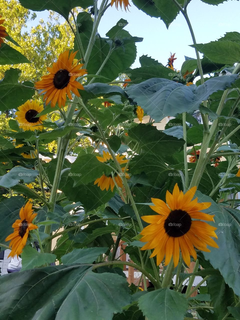 Happy sunflowers