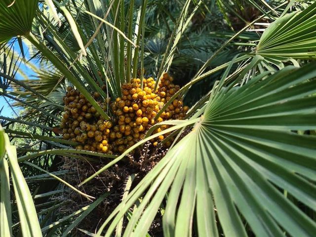 Palm tree