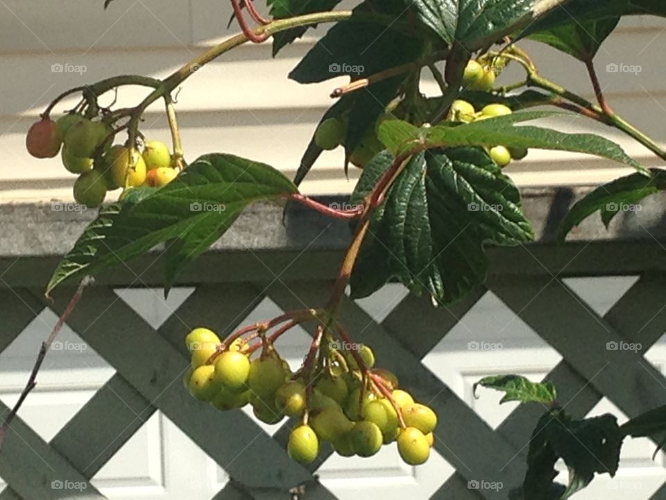 Fruits in tree