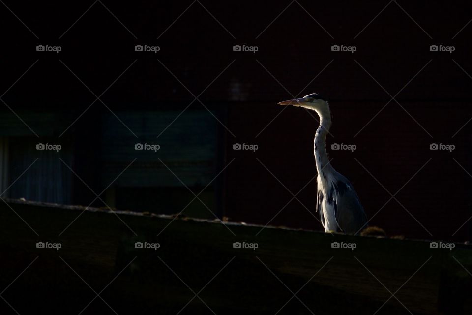 Heron