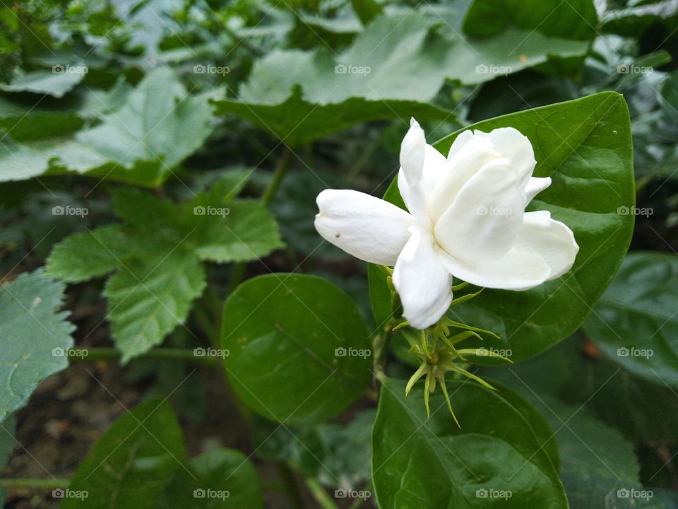white Lily mogra flowers in forest looks beautiful