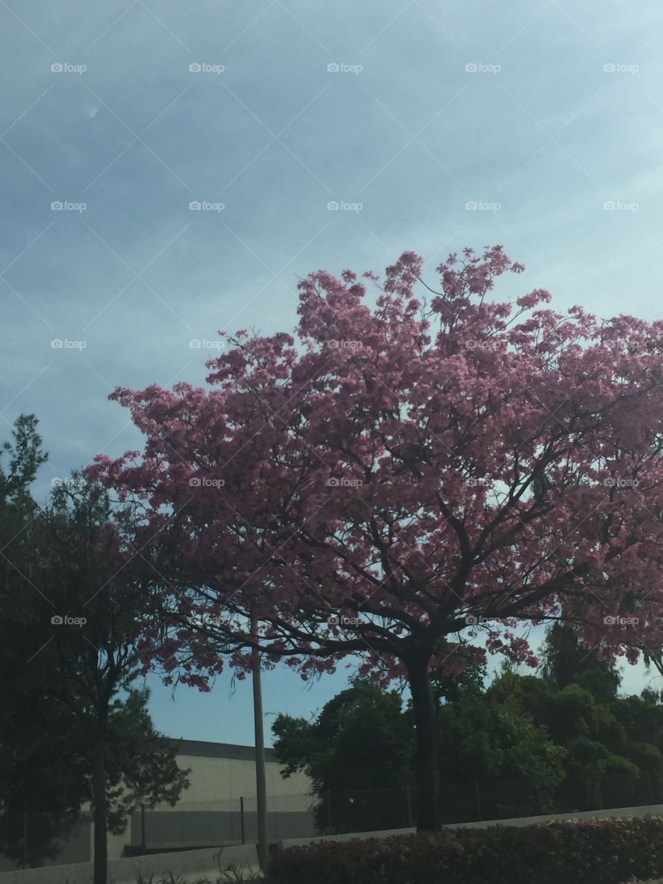 Cherry blossom trees against blue sky. Pink flowers on tree with other green trees behind. 