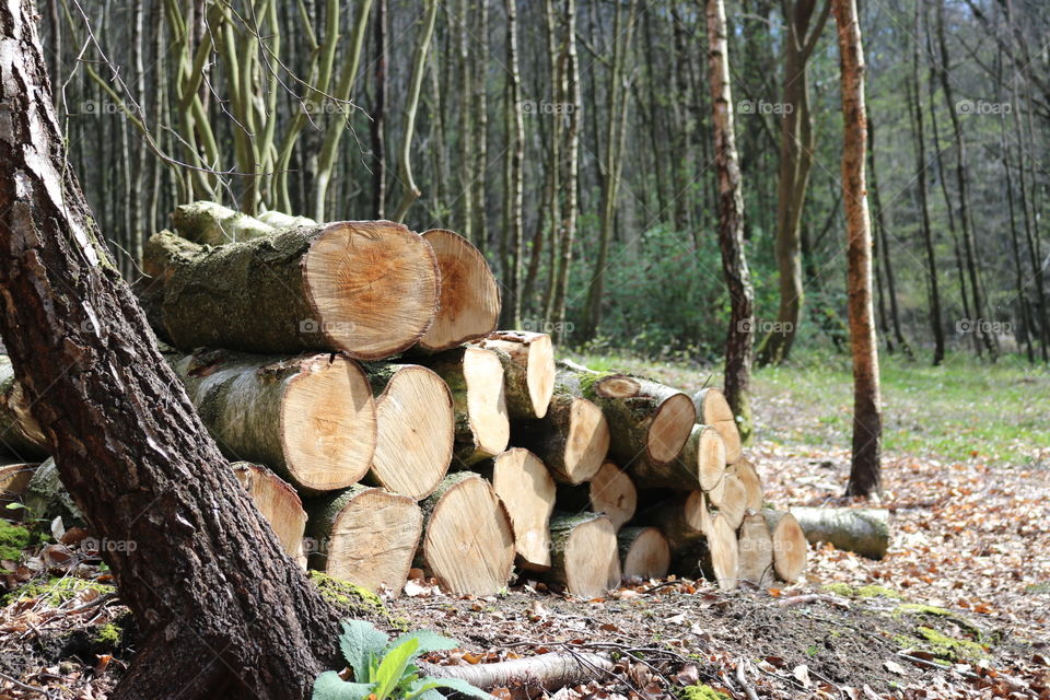 Log pile