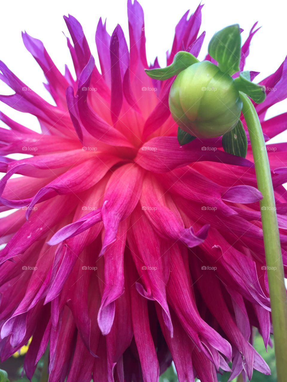 A big flower. A big flower of Dahlia end its bud