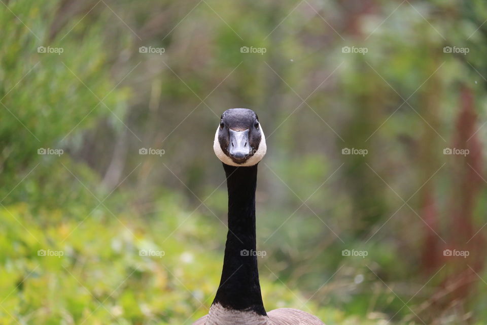 Canadian goose with a curious eye! This guy followed me for 20 minutes, watching me capture photos. I finally turned the camera and got a great stare head on!