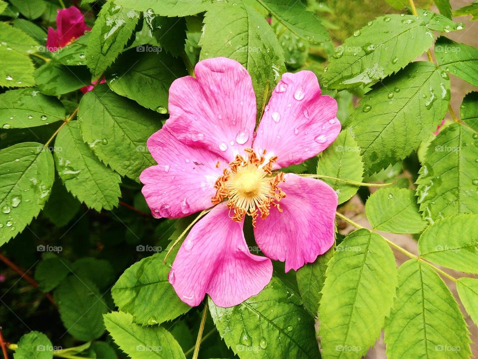 flower plant wild rose