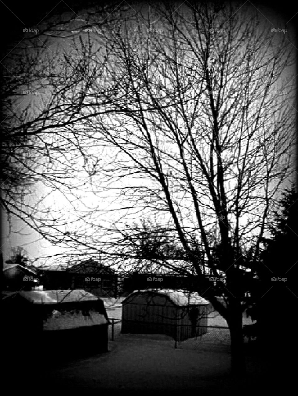 At backyard during winter 
(Create on my own pic)