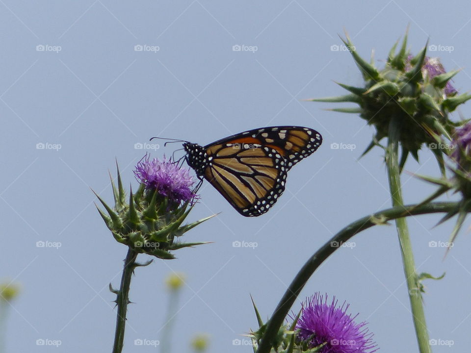 Butterfly profile 