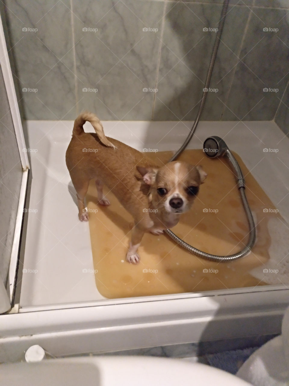 chihuahua en la ducha mojadita después del baño caliente esperando el secador