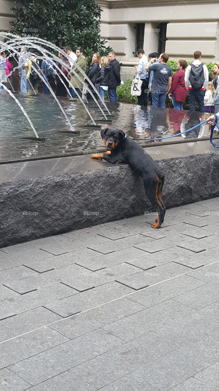 Can I Jump In? Museum Natural History