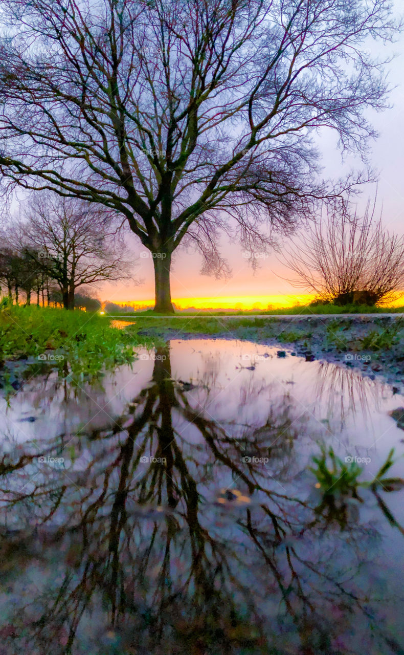 Reflection of a bare tree in a puddle after the rain against a wintertime sunset in a countryside landscape