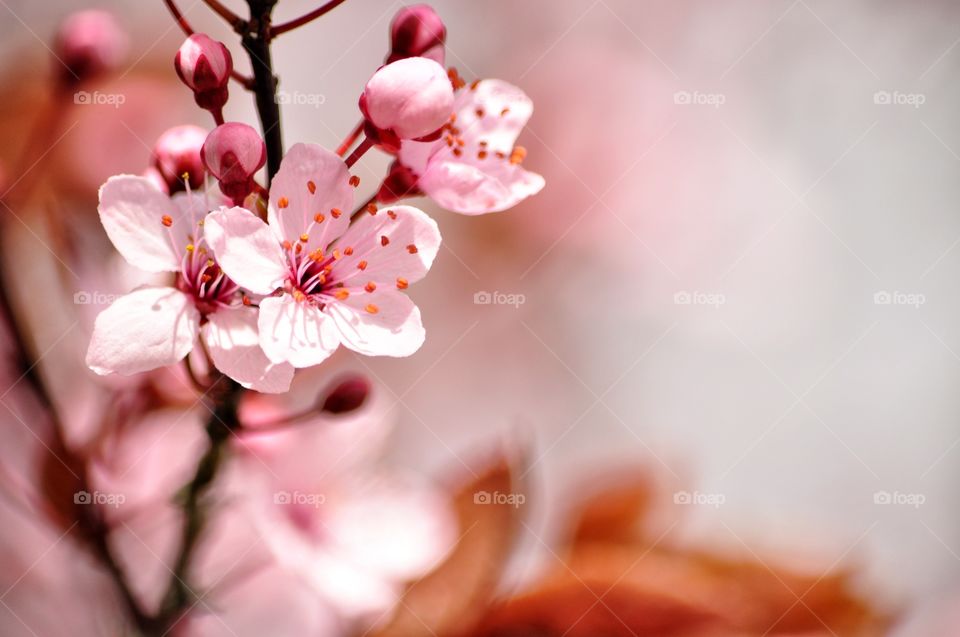 Flower, Cherry, No Person, Nature, Apple