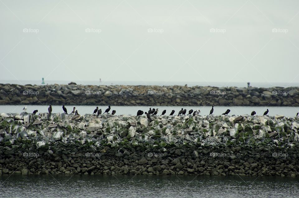 birds on the bay